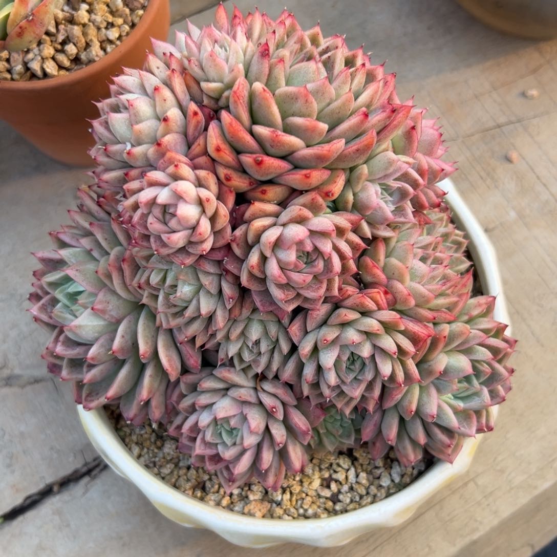 多肉植物一物一拍021