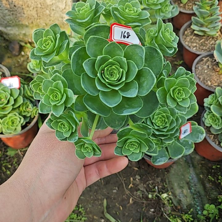 山地玫瑰多肉 168