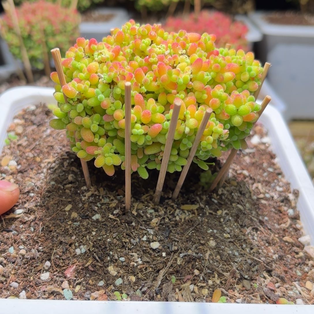 枝干番杏大蜜橘D231