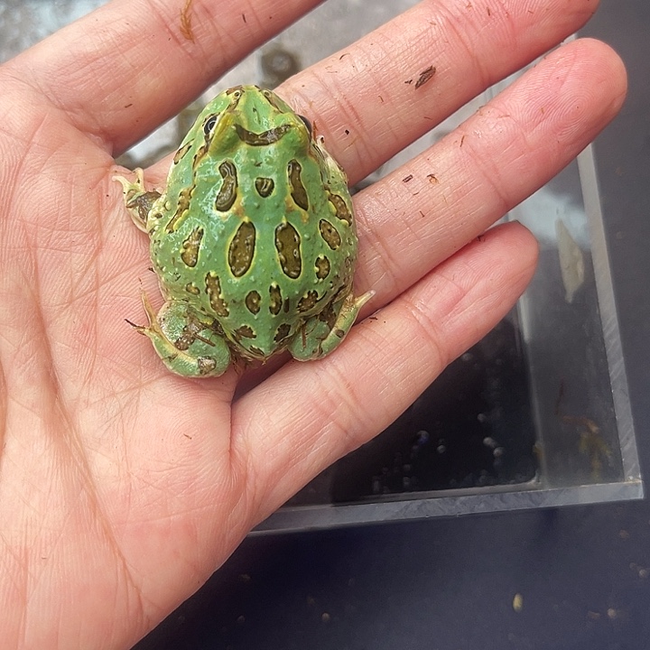 小薄荷拍拍拍拍拍拍拍