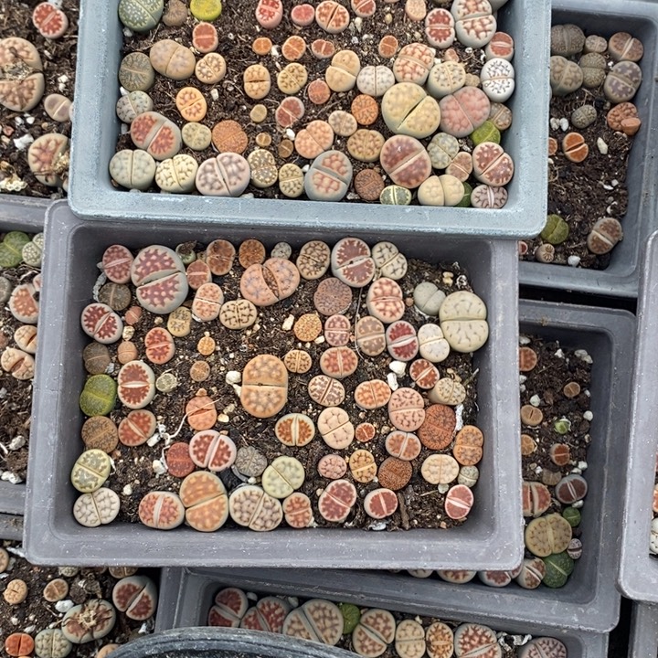 t***r生石花等植物的生长发育610