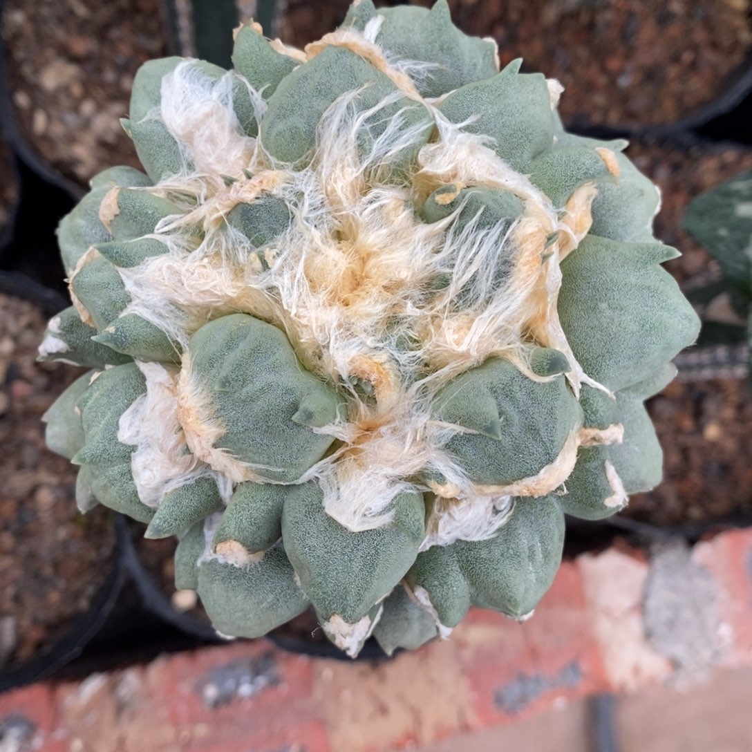 嫁接蛋尤尤变10cm