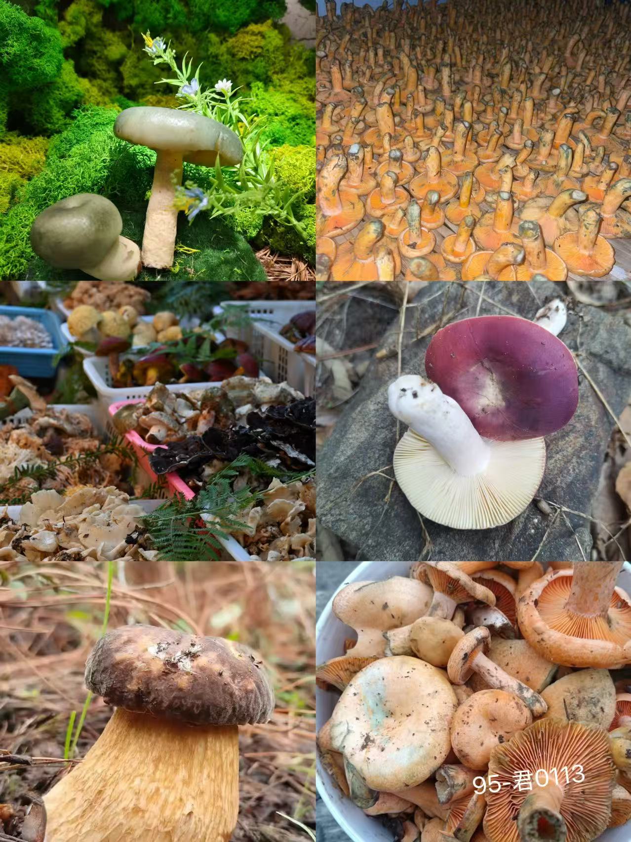 《95》龙腾专属土特产羊肚菌枣珠-君0113-20g