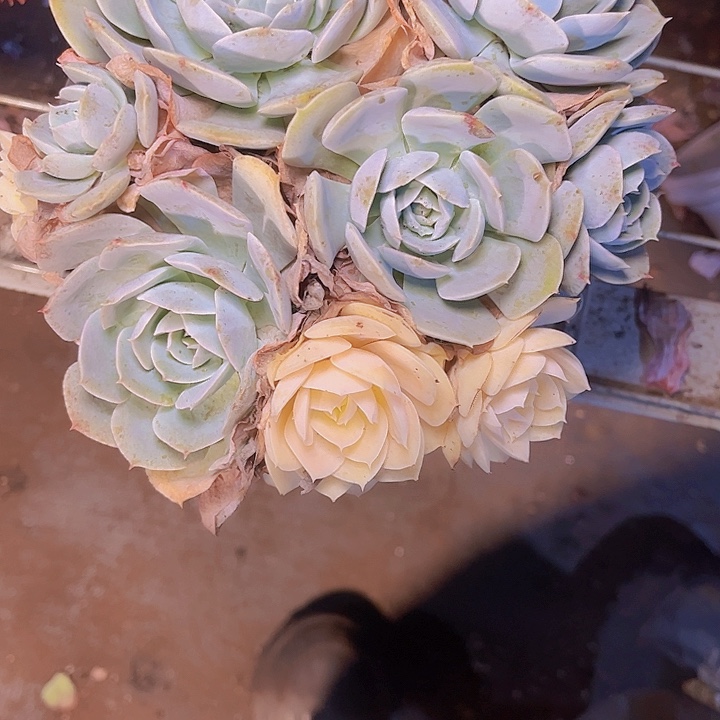 雪***麻是因为它能有效保护眼睛哦