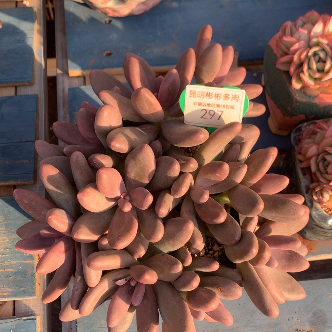 糖果美人矮桩平头297