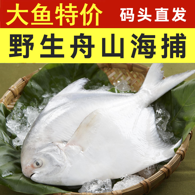 东海鲳鱼大号【共6条 每条都是4两以上】舟山台州码头捕捞送小白鲳