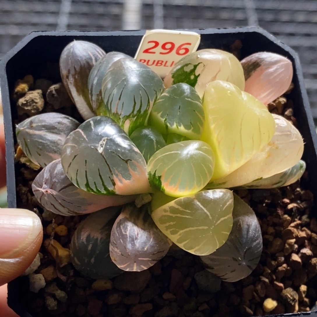 296号孔明灯玉露锦