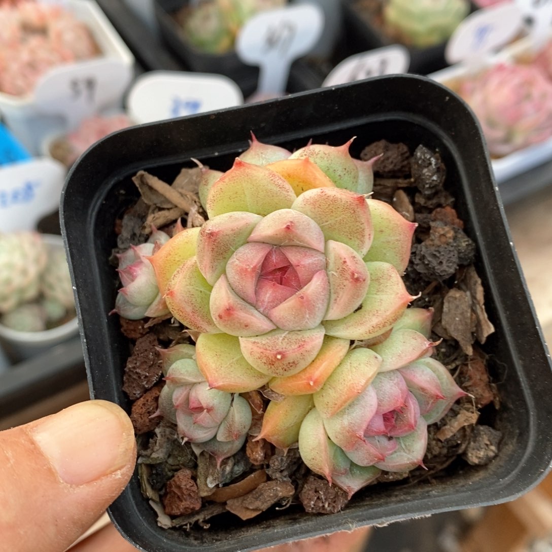 精品多肉一物一拍不包整95