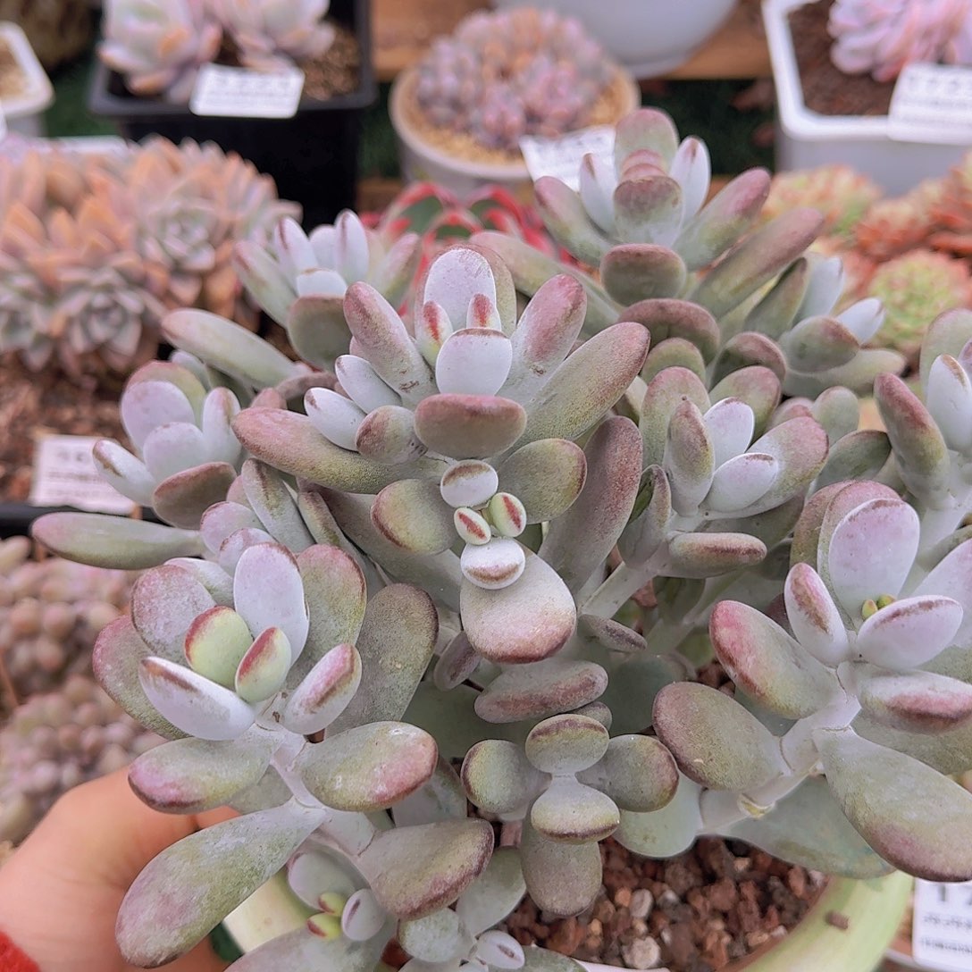 1551一物一拍（满28包邮）