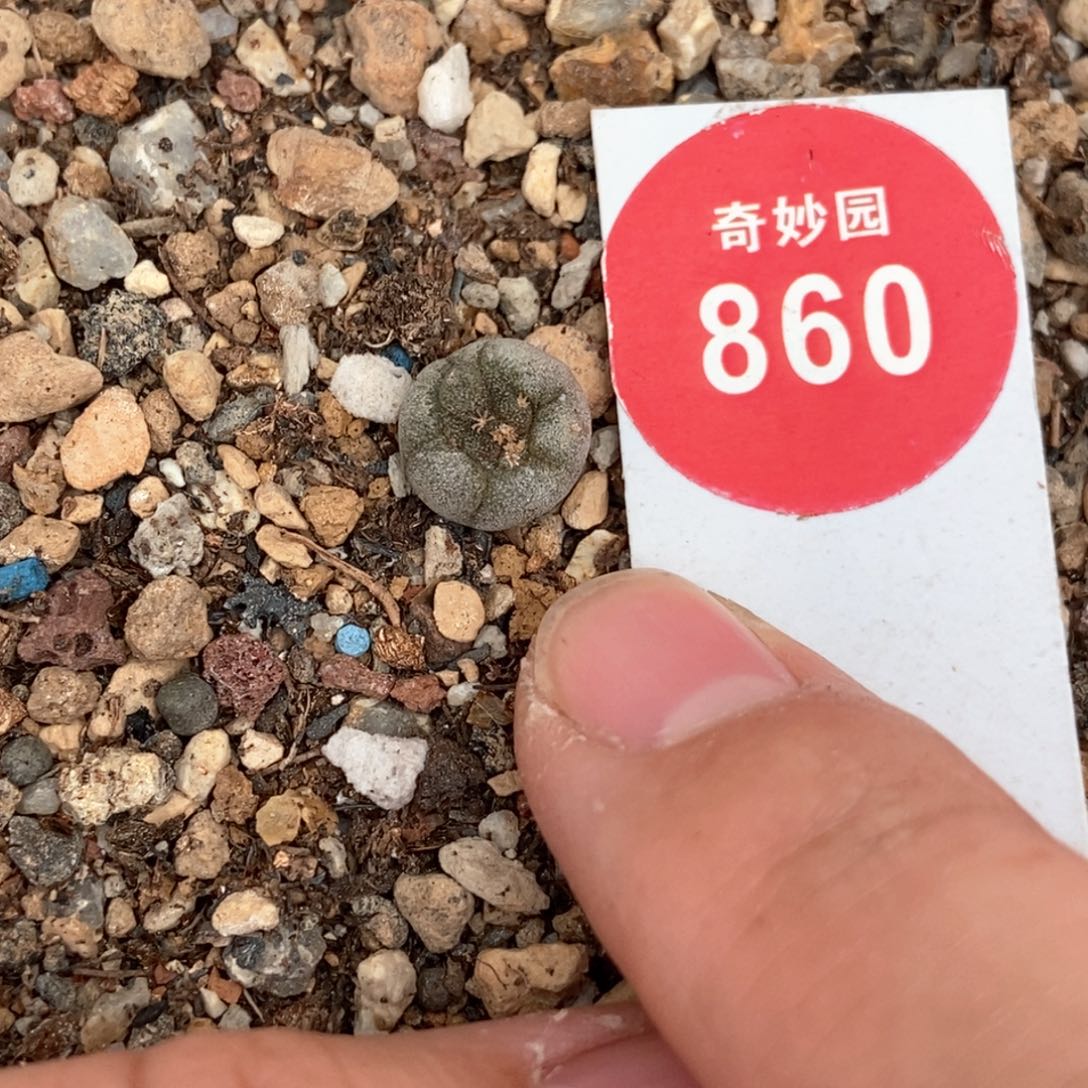 实生特白肌坂田海鲜一颗仙人球