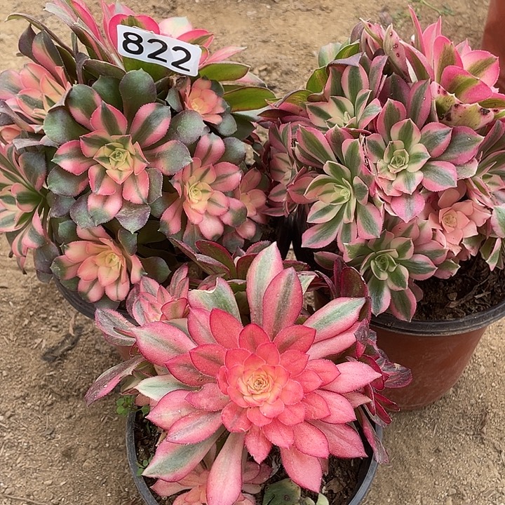 822组合3棵对肉植物