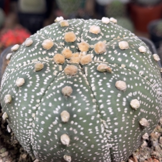 完全开放实生星兜