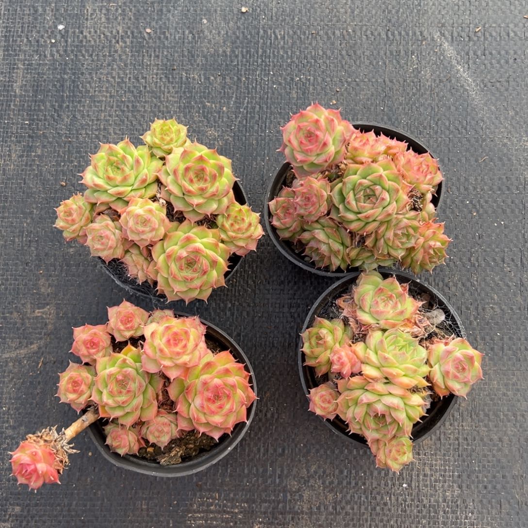 90杯红女王带盆，2颗一组