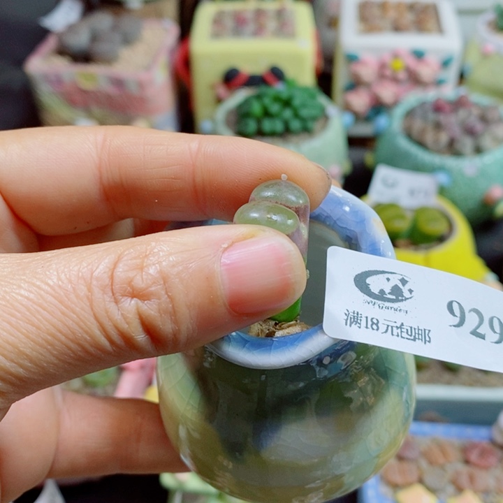 游***鱼生石花花花花花花929