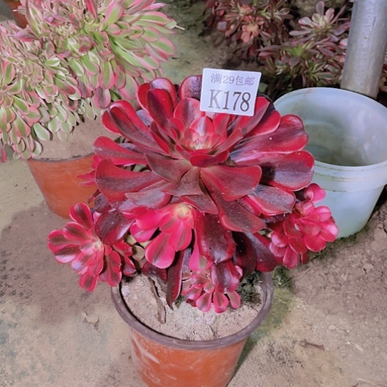 178美杜莎多肉植物