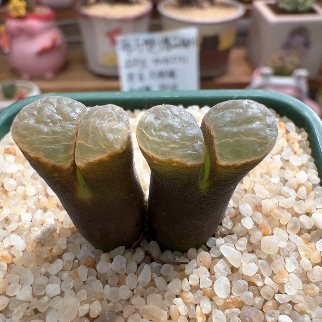 596。编号丢失风铃母本 多肉