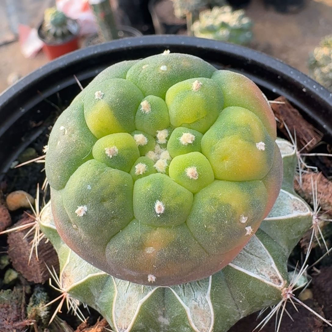 【闪购商品】大尤散斑花锦897鲜人球