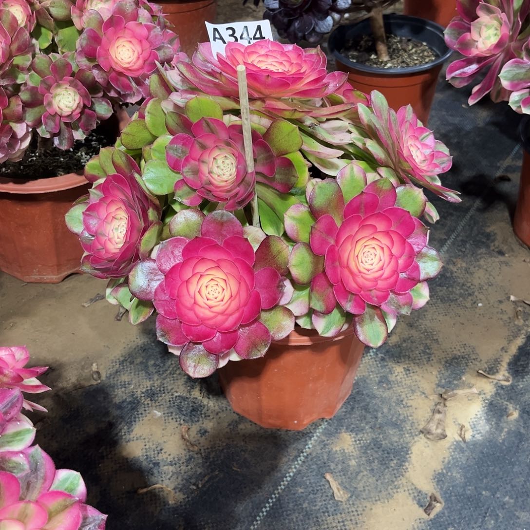 多肉植物荔枝344多肉