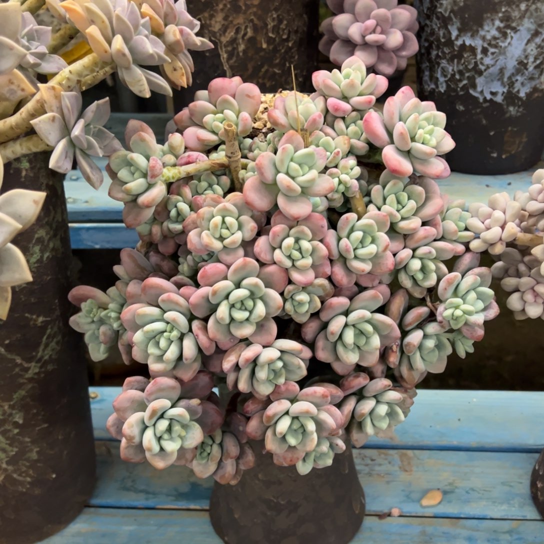 老桩洛神裸肉发货