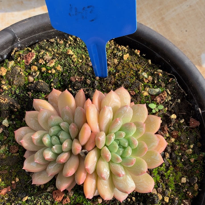 多日子和欧727277272