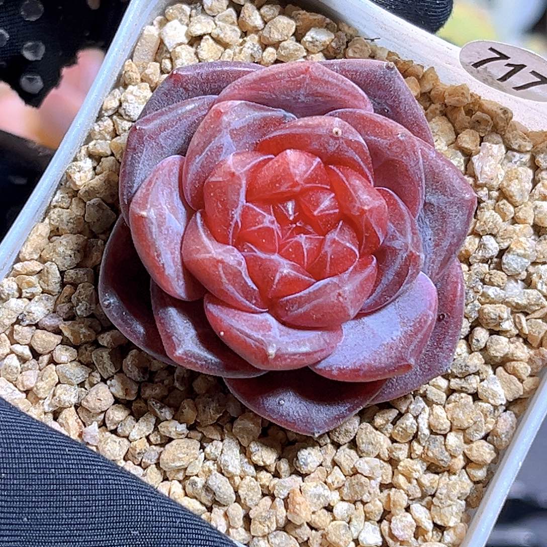 717一物一拍 天使灵姬