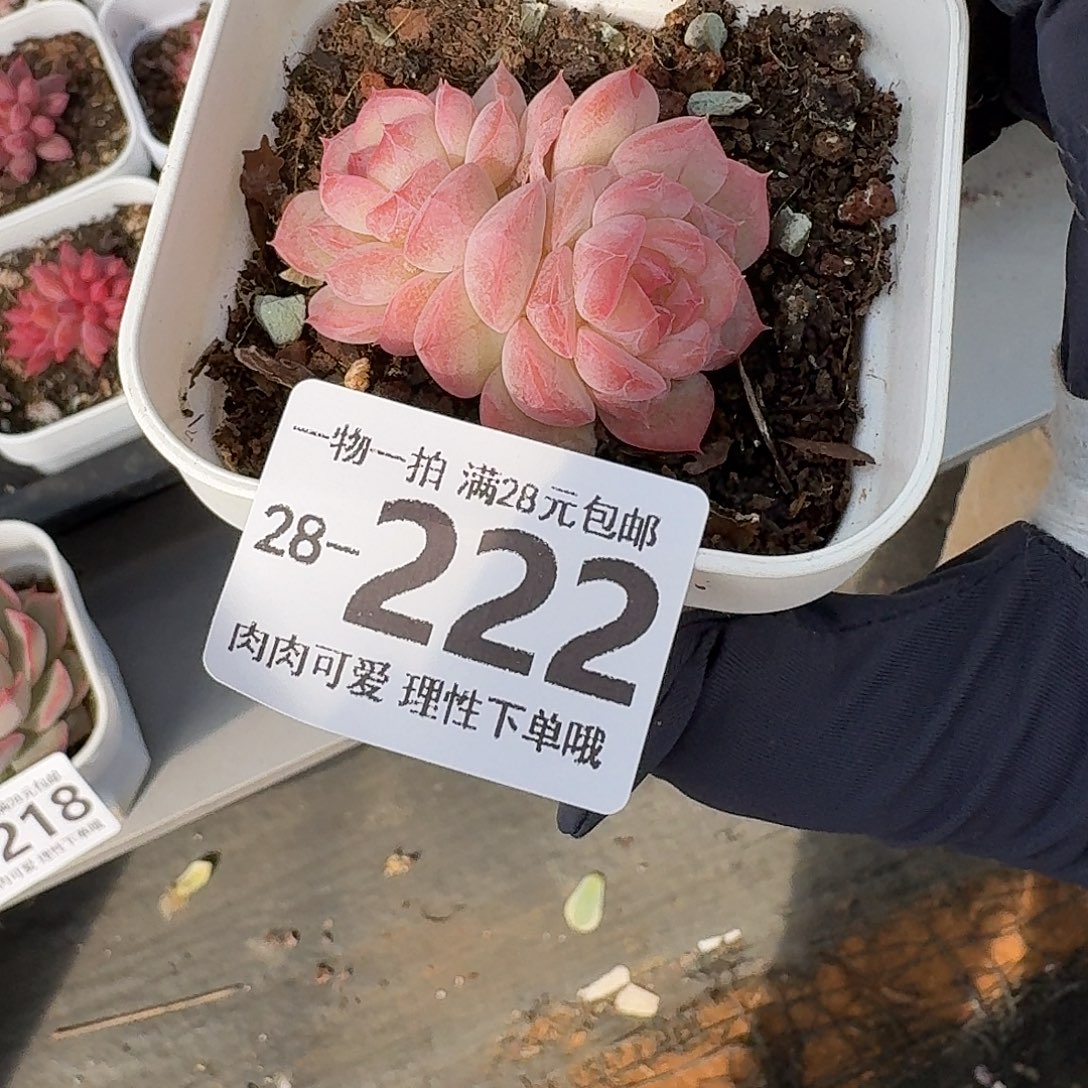 七仙女无盆土发货无