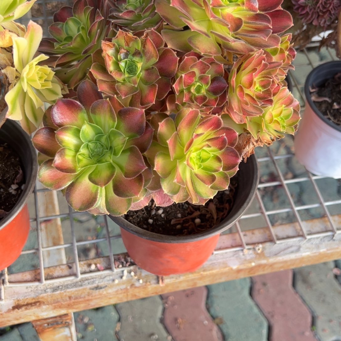 就***那韶华法师多肉植物