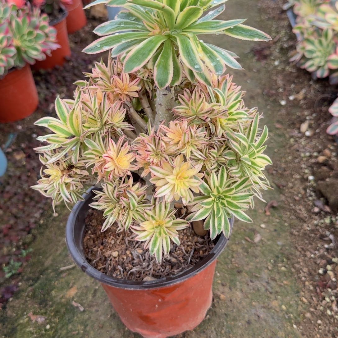 朵***马392夕颜。多肉植物