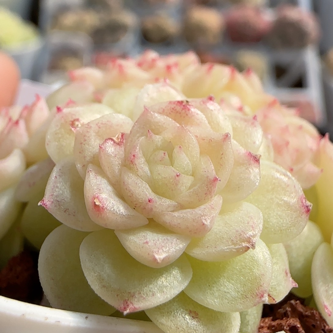 雨***?【闪购商品】0125-55（fm-202）