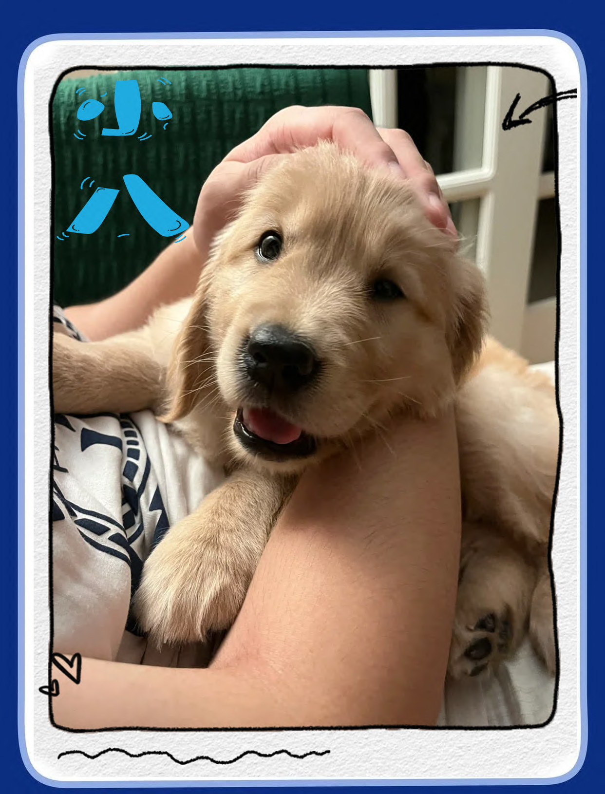 阿杰教你如何选狗（三）