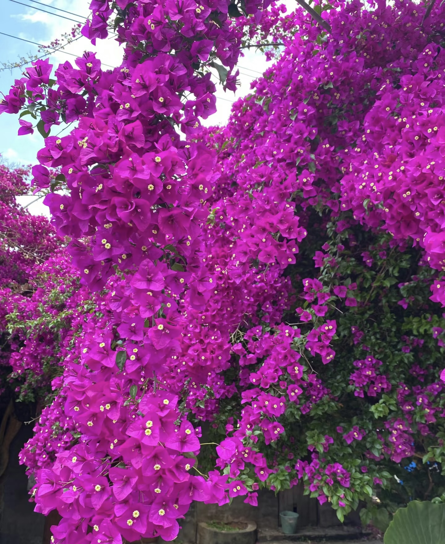 云南紫不修剪原盆原土 运输易掉花 成活无忧 落花落叶不售后