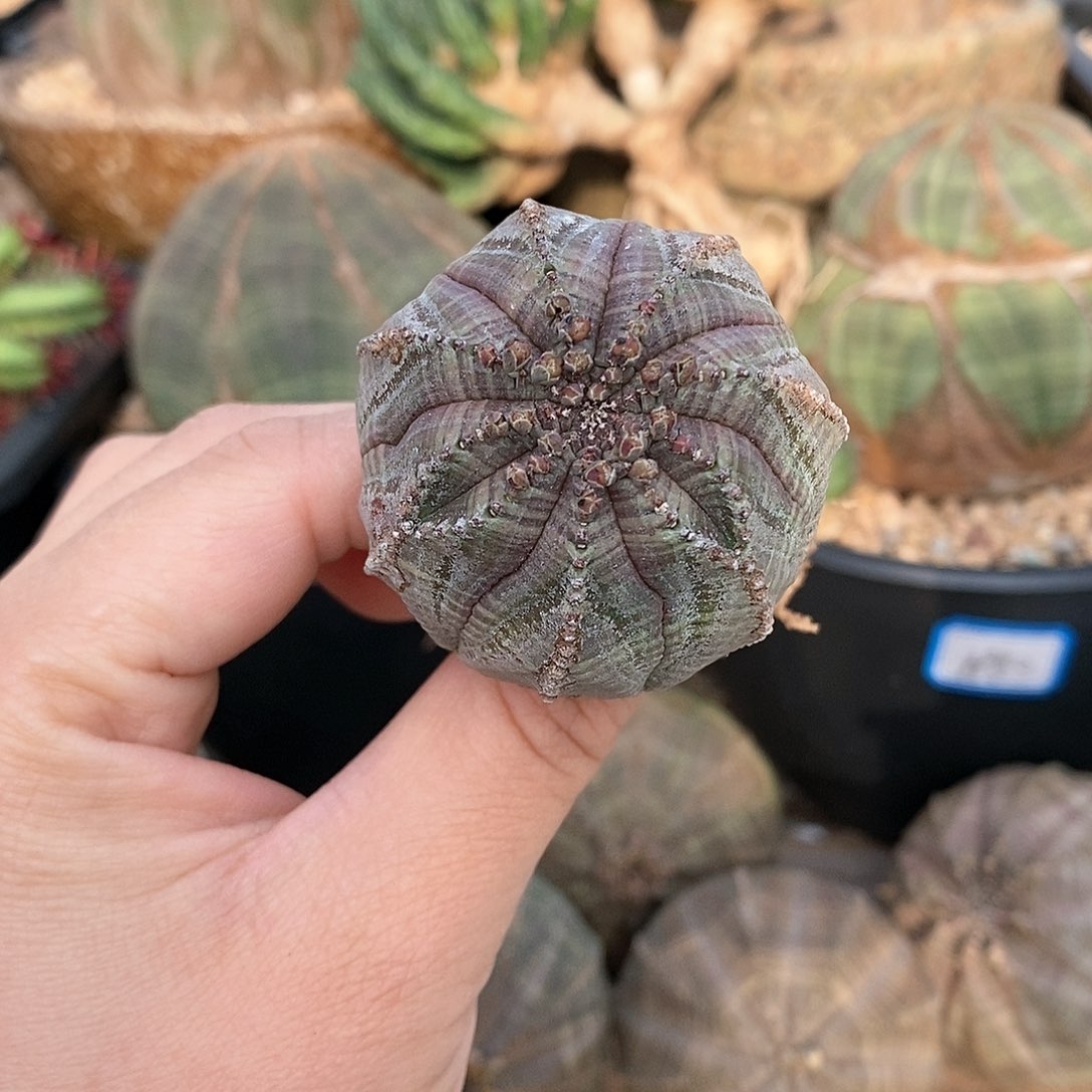 欧系布纹球多肉植物