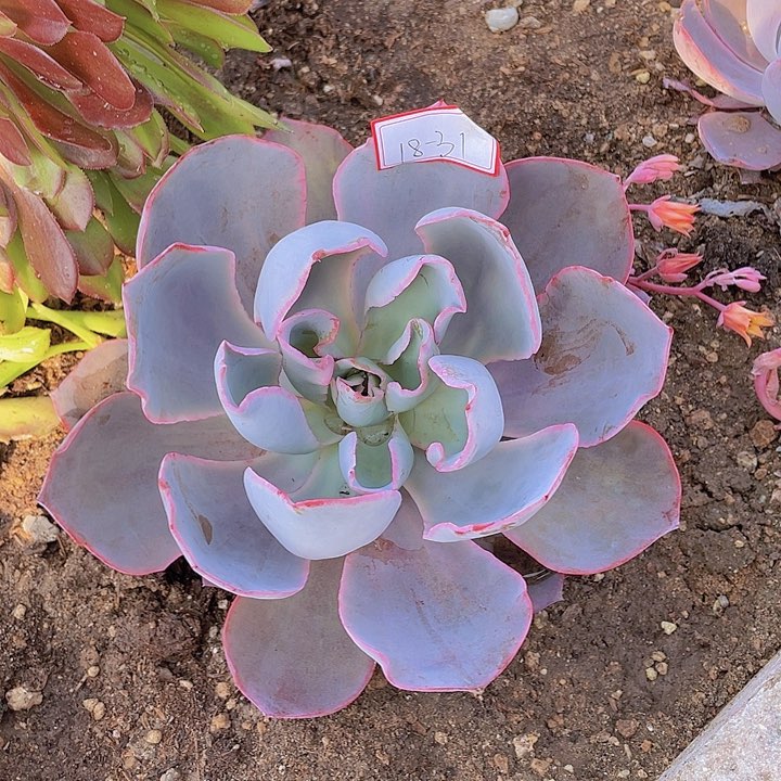 晚霞仙子18杠31号