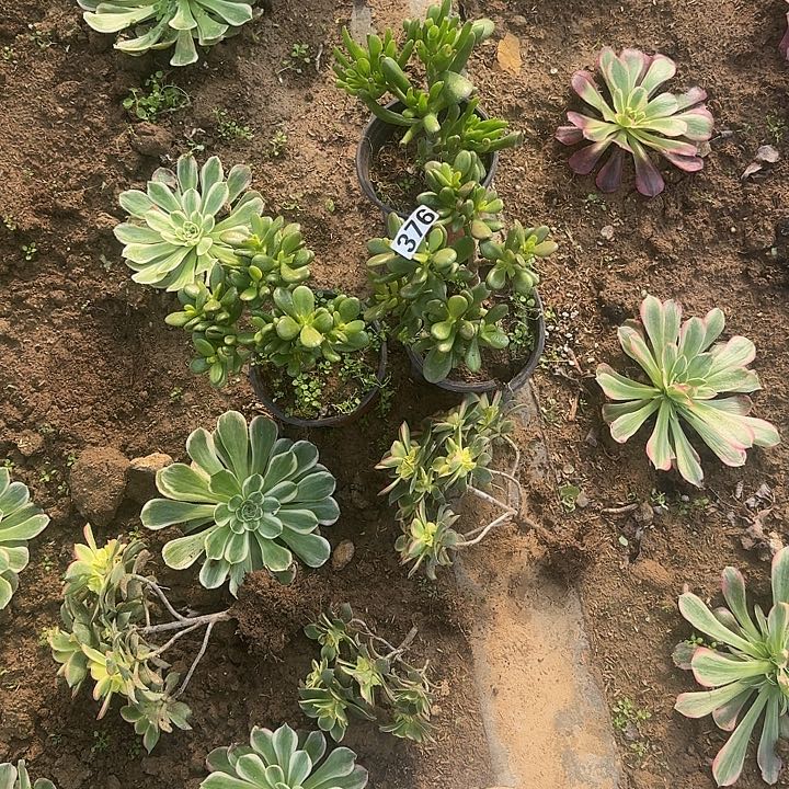 无花朵猫套餐376号不包断枝6颗