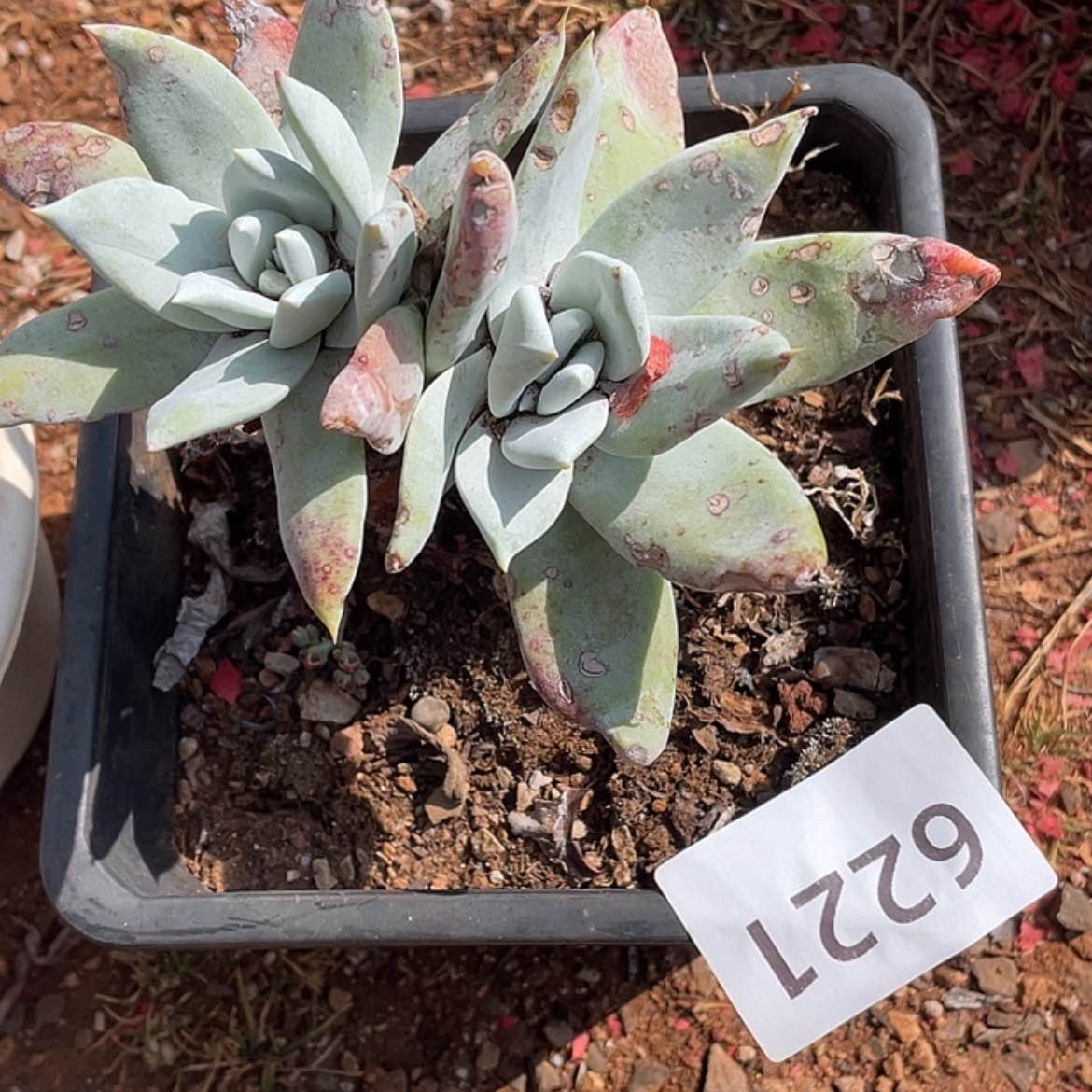 【闪购商品】赛丽娜