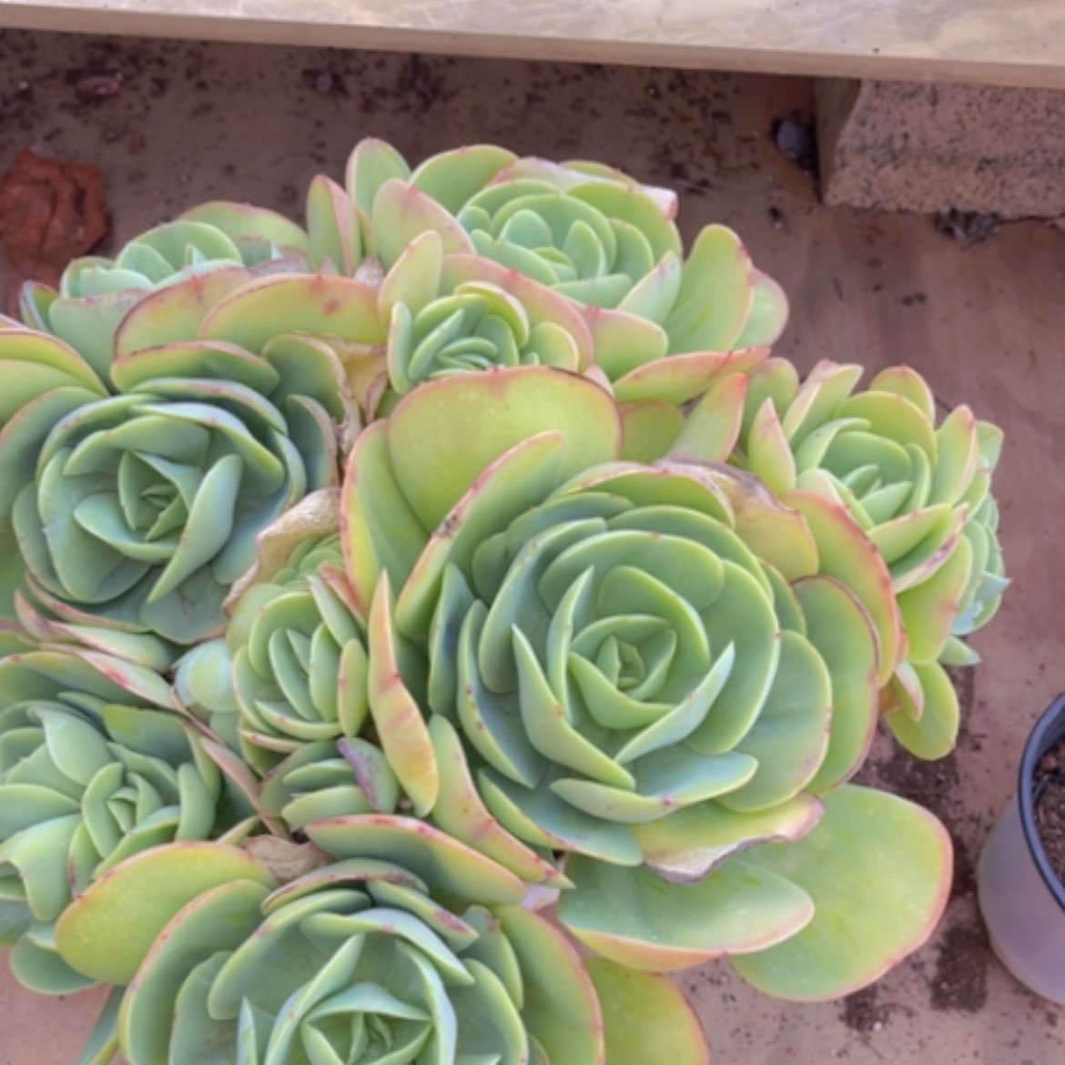 【闪购商品】碧桃16169