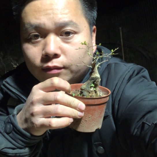 盆景素材盆栽植物