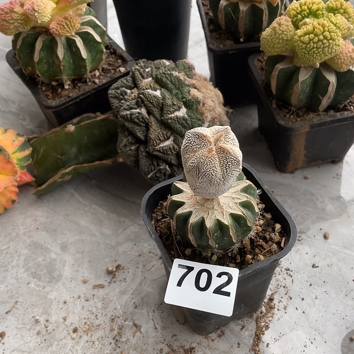 完全开放702恩中一个