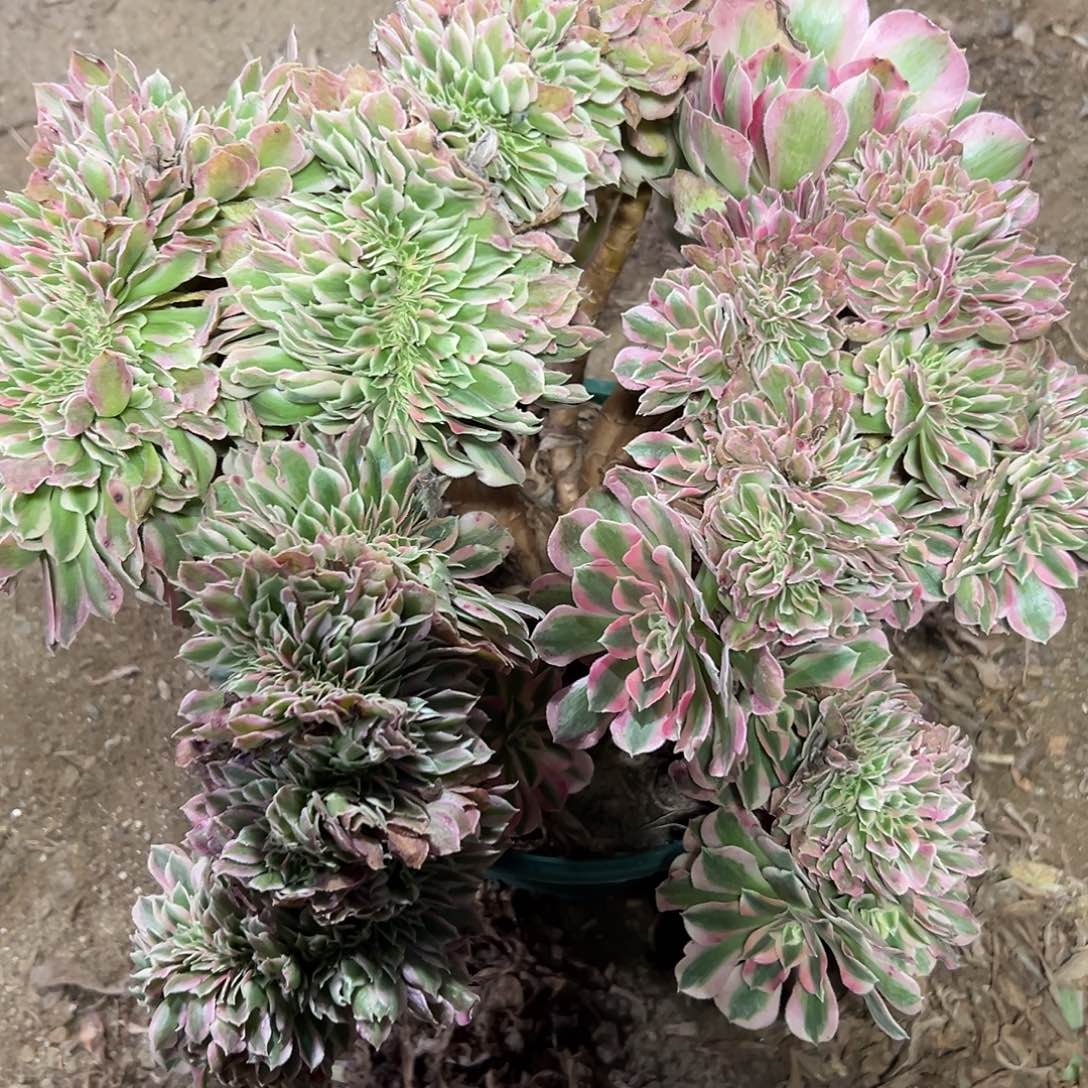 多326肉植物粉女巫缀花