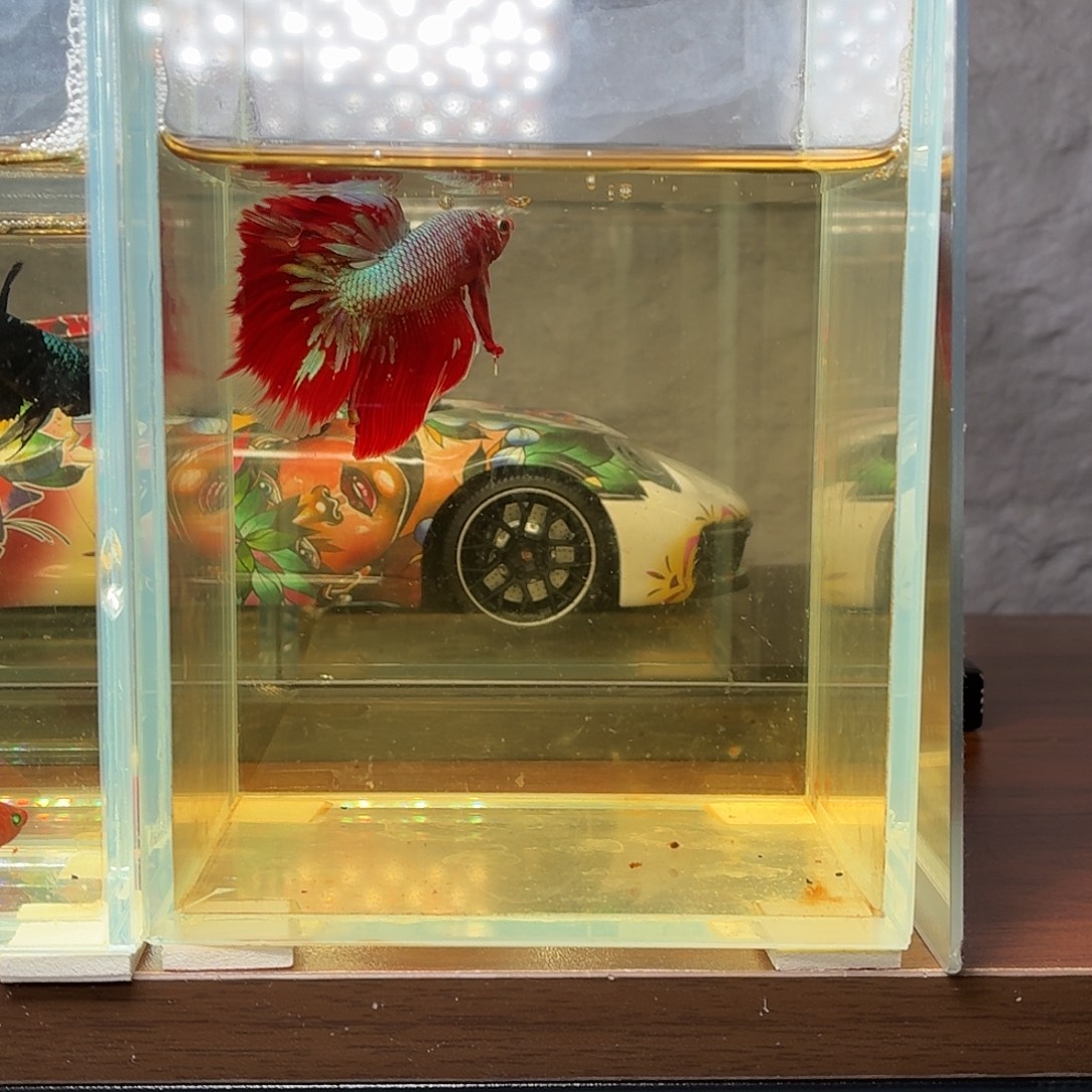 斗鱼彩金半月公鱼