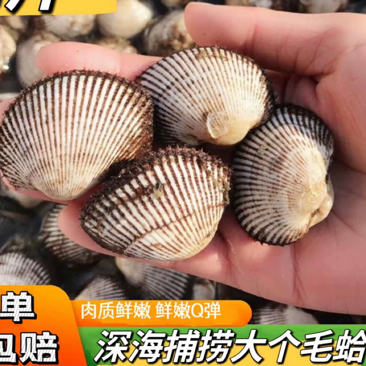 渤海湾毛蛤（本地野生鲜活毛蛤贝5斤）顺丰包邮