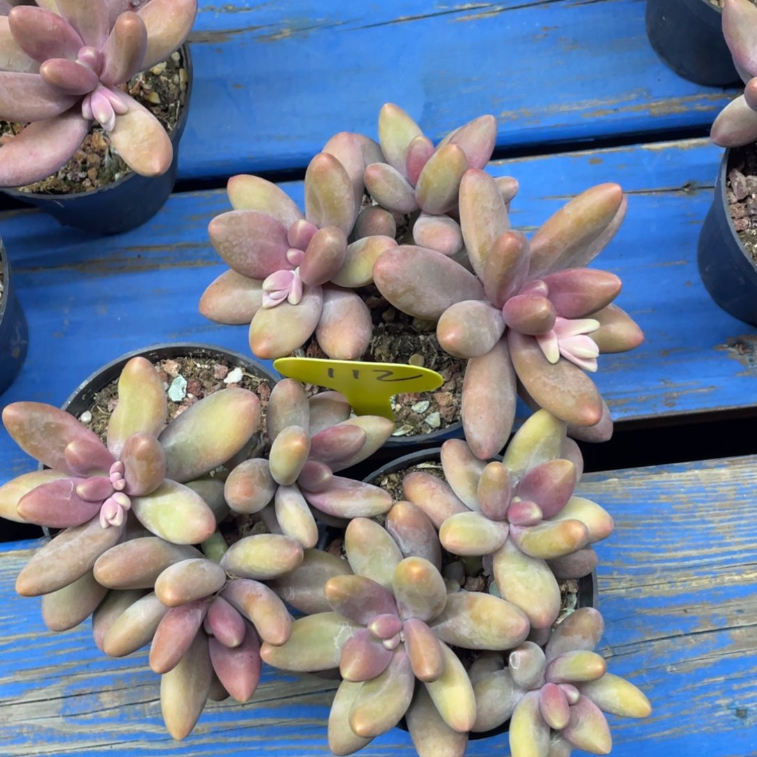 糖果美人三个一组110