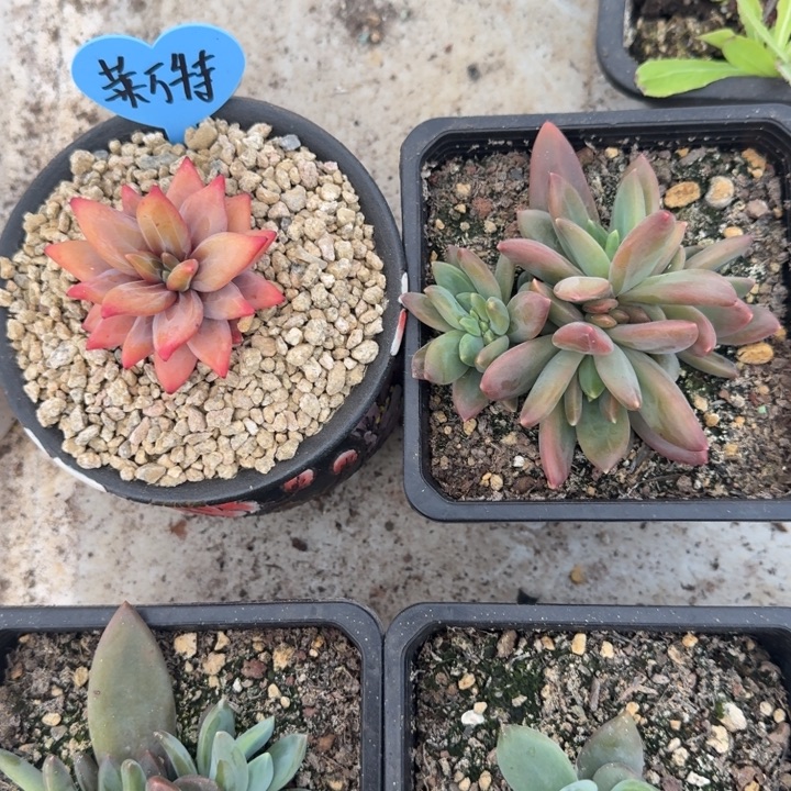 莱万特 群生 一物一拍