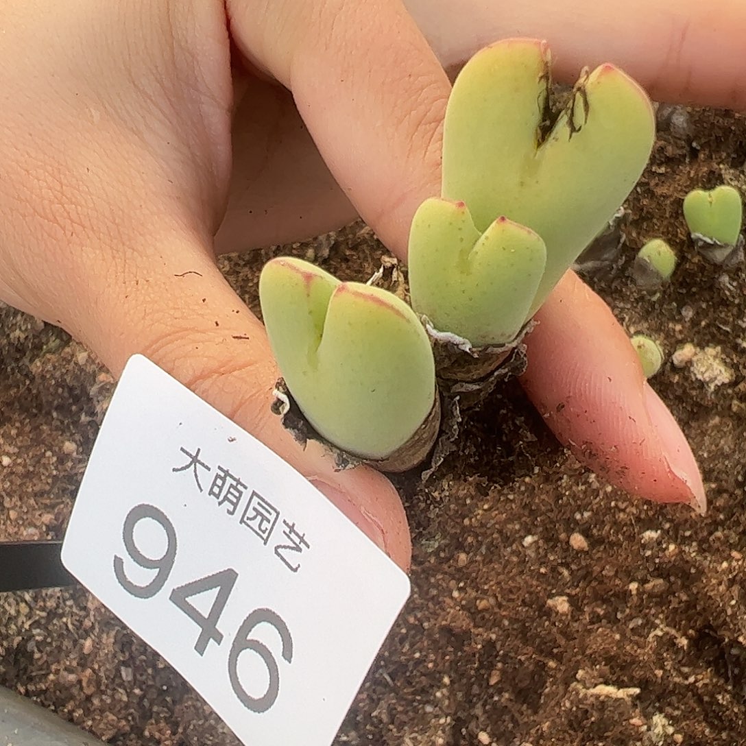 一物一拍大枪×毛胖子946