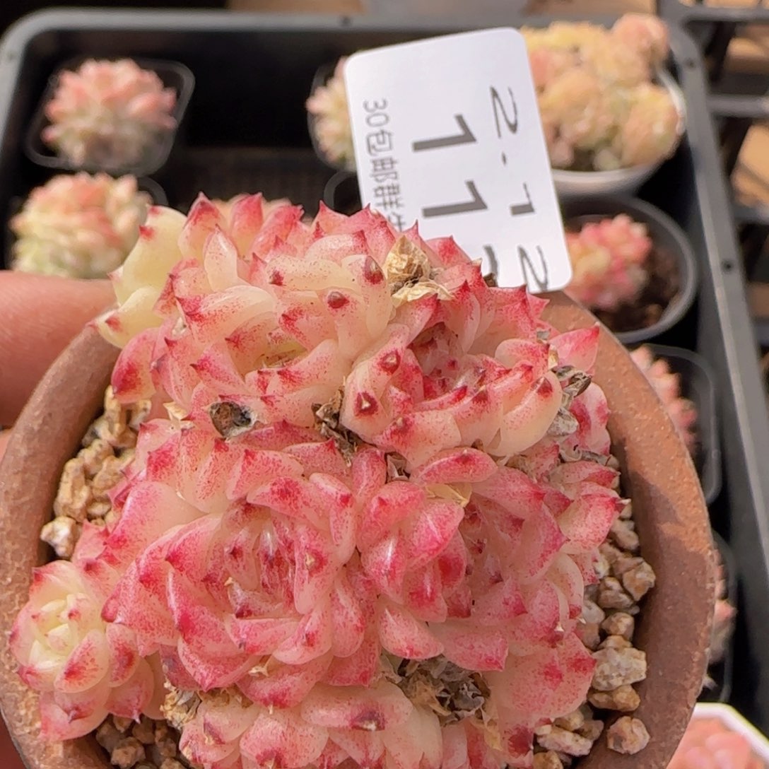 麦秆群一颗脱土发货