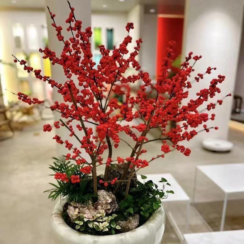 冬季进口北美冬青盆栽带红果送公树年宵花真鲜花耐寒花卉北美冬青