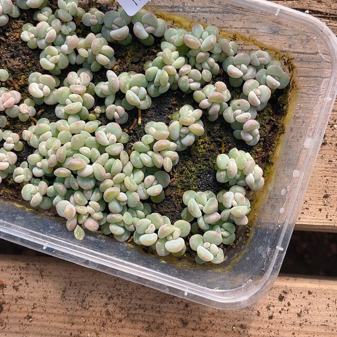 也***谁多肉植物多肉植物102