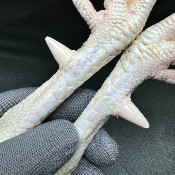 文玩鸡爪骨手把件（一对 处理好发货十天左右发货）