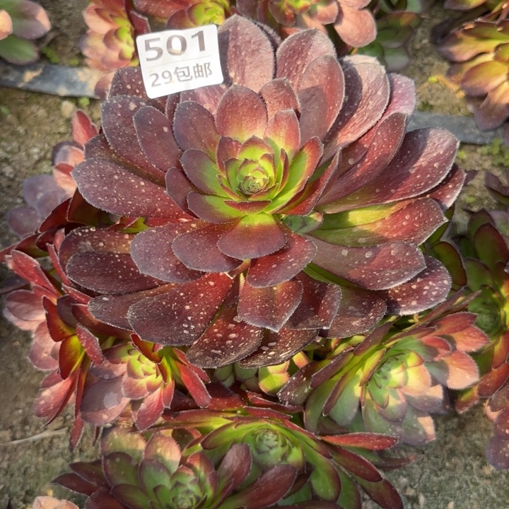 黑美人……多肉植物……