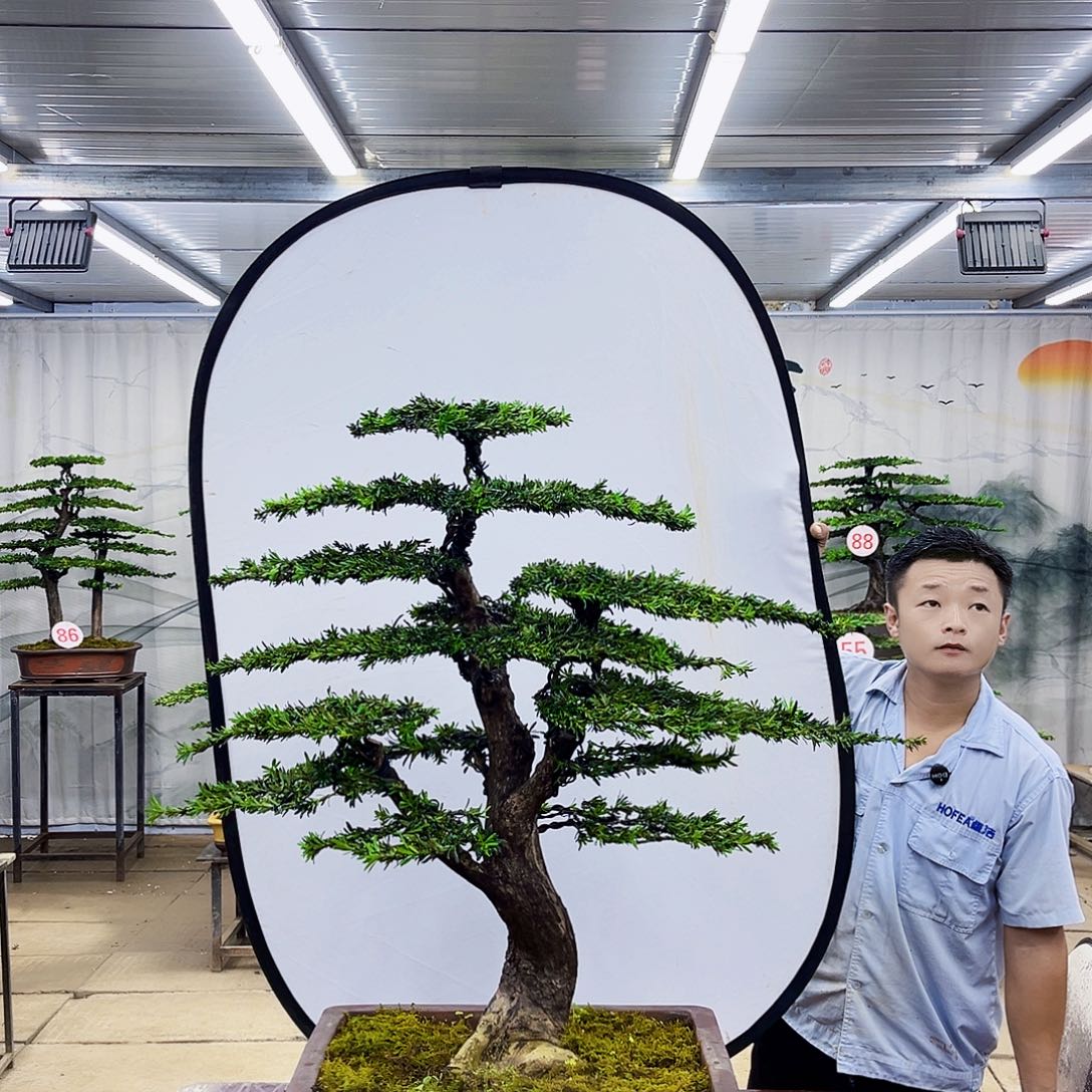 无花朵罗汉松盆景放漏中